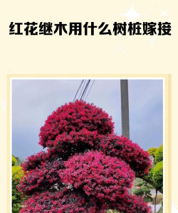 什么树嫁接红花继木