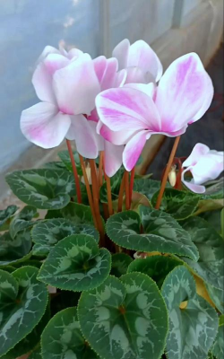 青州市花是什么花