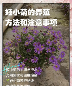 姬小菊怎么养殖方法