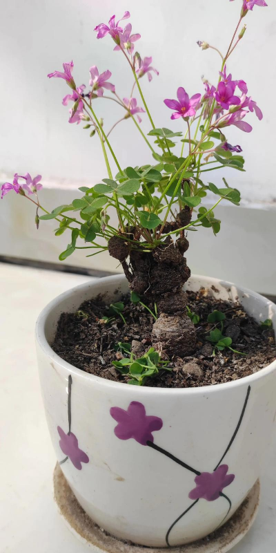 家庭养花用生根粉