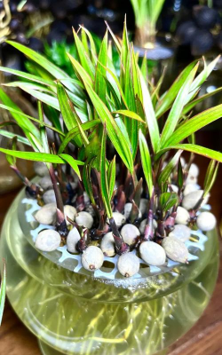 发芽的椰子怎么种