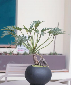 天使盆种什么花好看