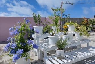 白云那里真陪养花养花