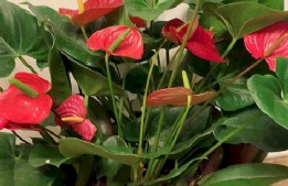 家庭养花用生根粉