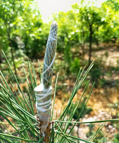 红松幼林嫁接技术要点