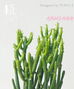 多肉光棍树叫什么