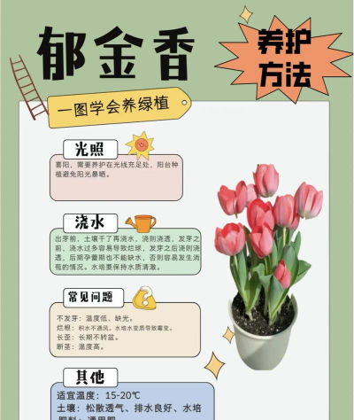 郁金香花怎么开放