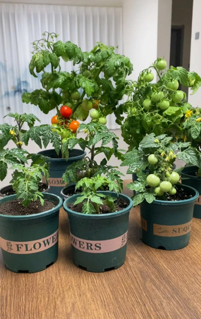 家庭养花用生根粉