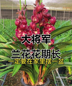 大将军怎么养殖