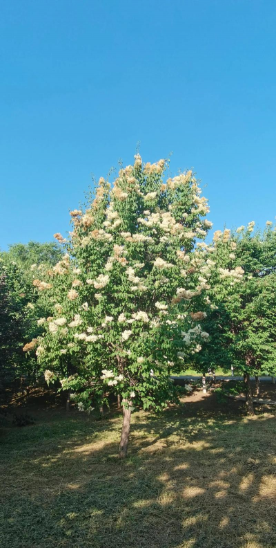 椴树的花是什么花