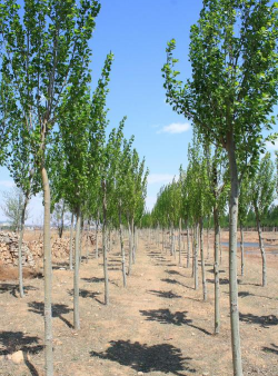 银中杨的育苗技术