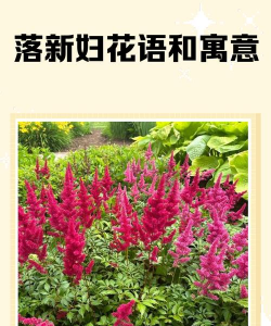 落新妇的花语是什么