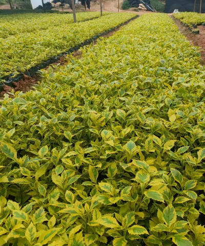 假连翘是什么样子