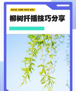 柳树怎么繁殖
