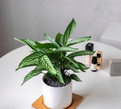 青叶竹芋怎么养殖方法