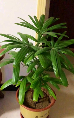 棕竹光照标准是什么