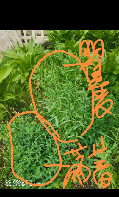 瞿麦和扁蓄怎么喝