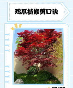 鸡爪槭树什么时候修剪