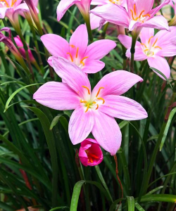 韭菜莲是种什么花