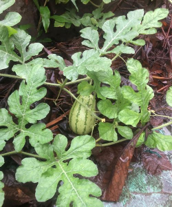 西瓜叶长什么样子