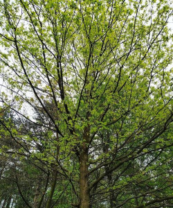 邯郸市市树是什么