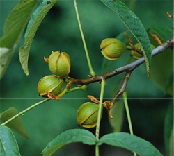 怎么鉴别核桃楸树苗