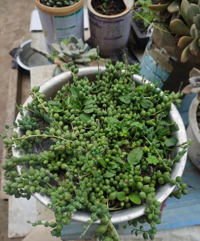 情人泪怎么没开花