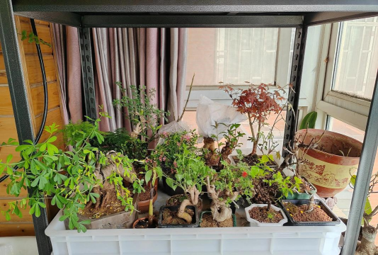 家庭养花用生根粉