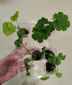 家庭养花用生根粉