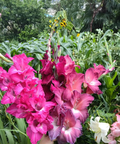 家庭养花用生根粉