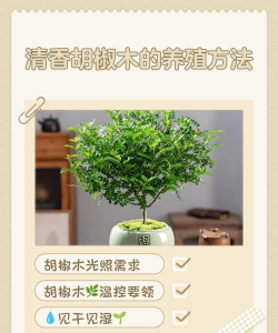 清香胡椒木怎么养护