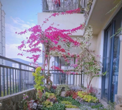 家庭养花用生根粉