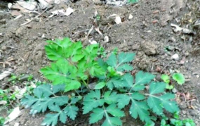 前胡最迟什么时候播种