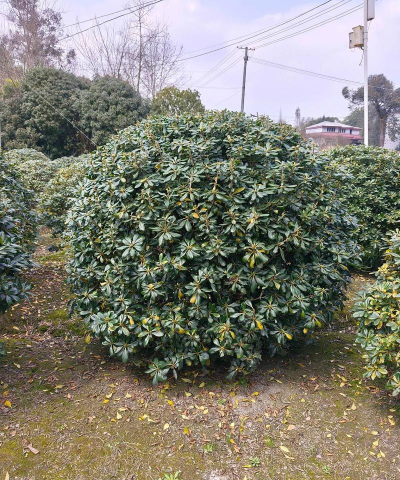 海桐球和什么像