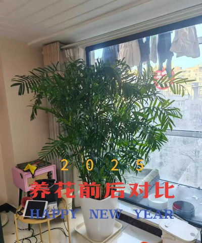 家庭养花用生根粉