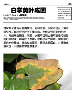 白掌叶怎么发黄
