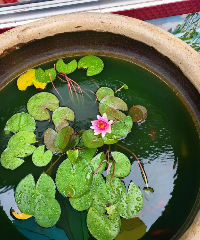 家庭养花用生根粉