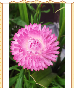 麦秆菊是什么属