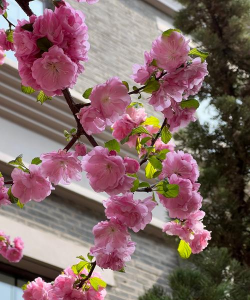 碧桃开花怎么办