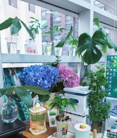 家庭养花用生根粉