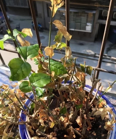 家庭养花用生根粉