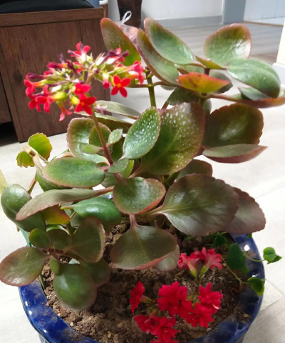 家庭养花用生根粉