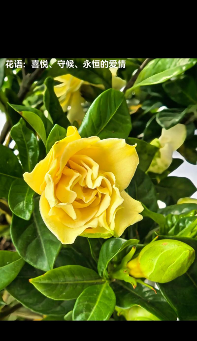 栀子花是什么市花