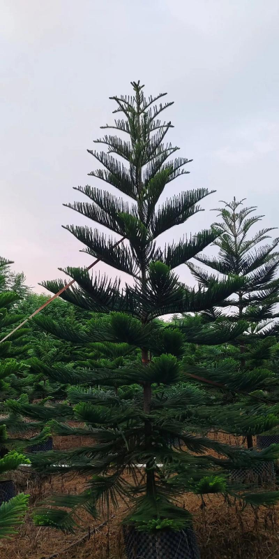 南洋杉树有什么好