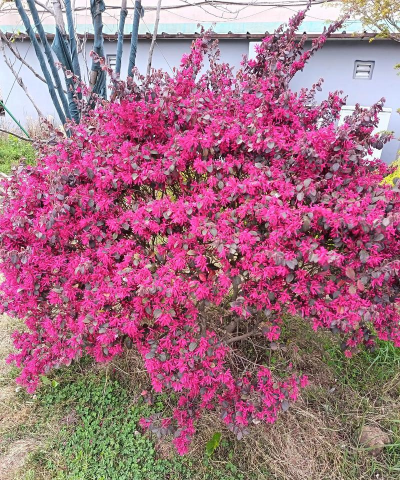 红继木花语是什么