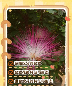 合欢花怎么挑选