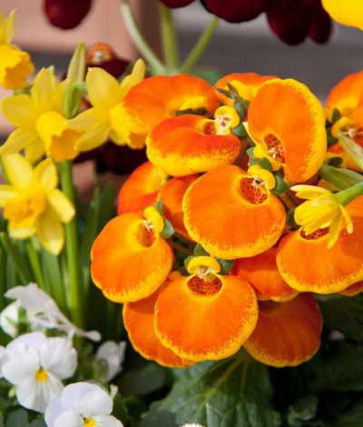 蒲包花有些什么颜色