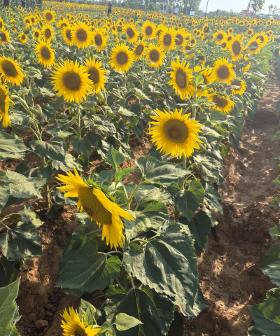 向日葵花怎么晒 向日葵花怎么晒