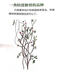 铁线莲怎么入冬修剪