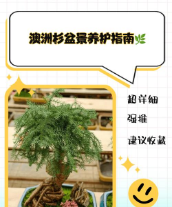 杉木盆景怎么护理